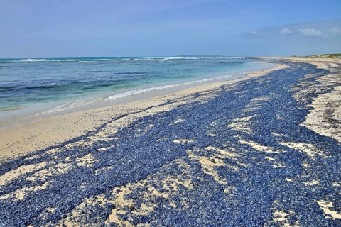 Sea rafts (Velella velella)