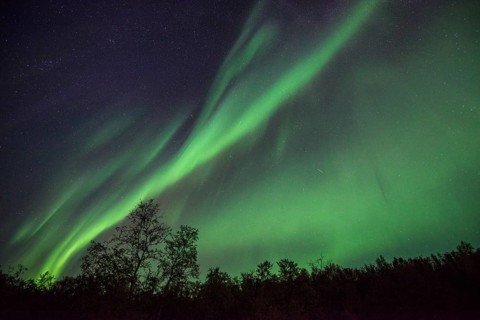 Northern Lights or Aurora Borealis over trees