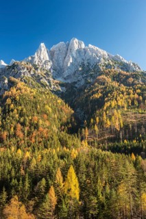 Grosser Odsten in autumn