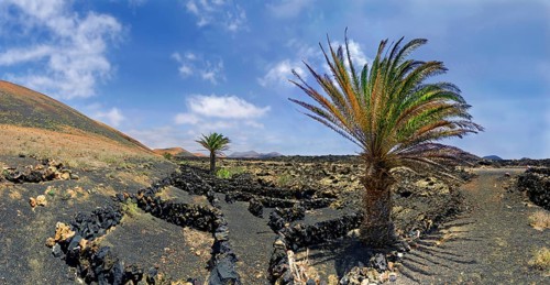 Canary Island date palm (Phoenix canariensis)