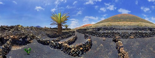 Canary Island date palm (Phoenix canariensis)