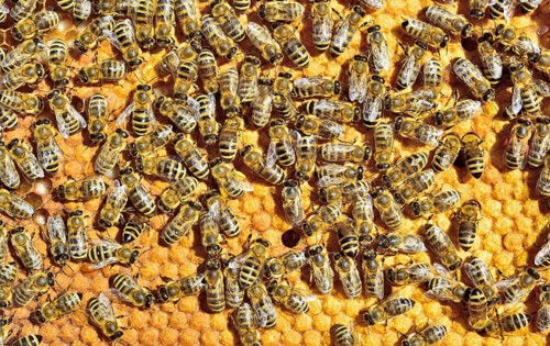 European Honey Bees (Apis mellifera var. carnica) on honeycomb with capped brood cells