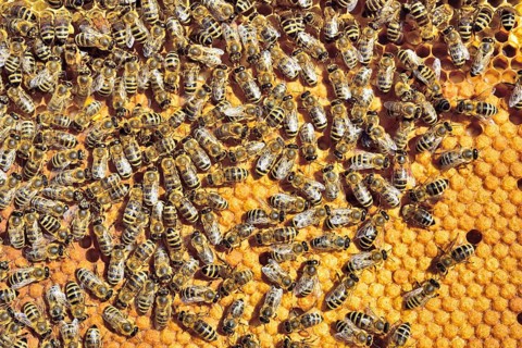 European Honey Bees (Apis mellifera var. carnica) on honeycomb with capped brood cells