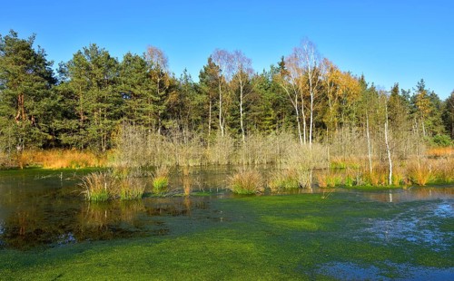 Silted moor pond with peat moss (Sphagum sp.) and bulrushes (Schoenoplectus lacustris) in Nicklheim