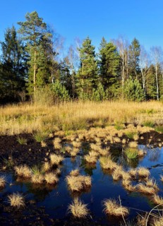 Silted moor pond with peat moss (Sphagum sp.) and Blue Pfeiffengras (Molinia caerulea)