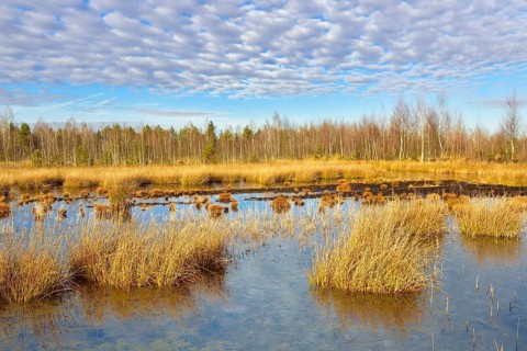 Waterlogged peat mining site