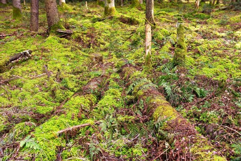 Rotten logs on the forest floor