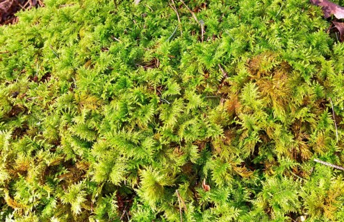 Stump overgrown with Common Tamarisk-moss (Thuidium tamariscinum)