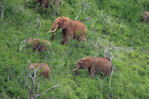 A group of African Elephants (Loxodonta africana) feeding on a hill