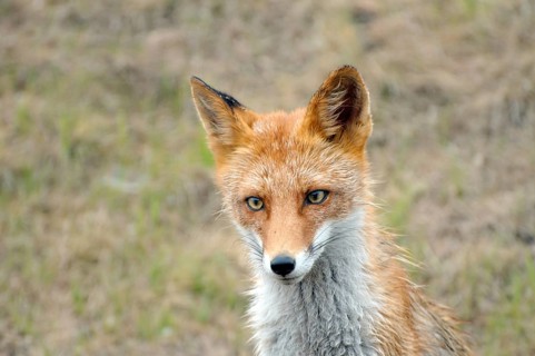 Red Fox (Vulpes vulpes)
