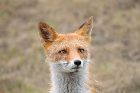 Red Fox (Vulpes vulpes)