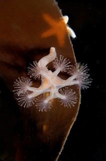 Stalked jellyfish (Lucernaria quadricornis)