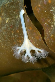 Stalked jellyfish (Lucernaria quadricornis)