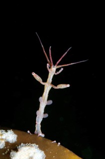 Skeleton shrimp or ghost shrimp (Caprella linearis)
