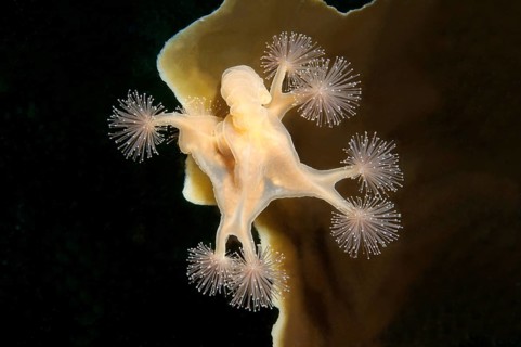 Stalked jellyfish (Lucernaria quadricornis)