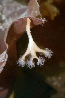 Stalked jellyfish (Lucernaria quadricornis)