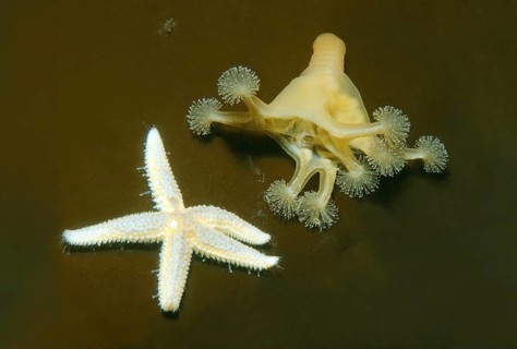 Stalked jellyfish (Lucernaria quadricornis)