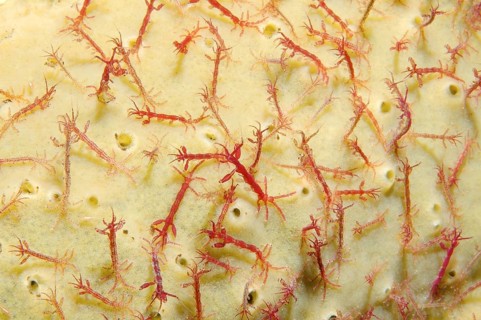 Skeleton shrimp or ghost shrimp (Caprella linearis)