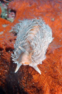 Nudibranch