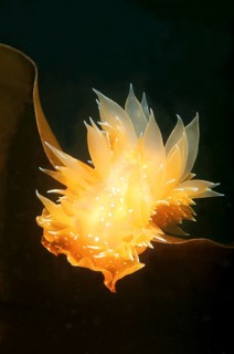 Nudibranch or Sea Slug (Dirona pellucida)