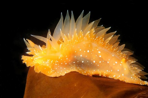 Nudibranch