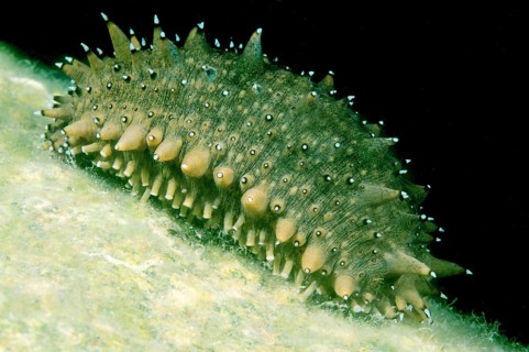 Japanese Spiky Sea Cucumber or Japanese Sea Cucumber (Apostichopus japonicus)