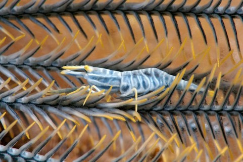 Ambon Crinoid Shrimp (Laomenes amboinensis)