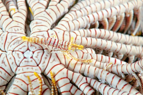 Ambon Crinoid Shrimp (Periclimenes amboinensis)