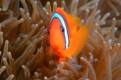 Redgirdled Anemonefish