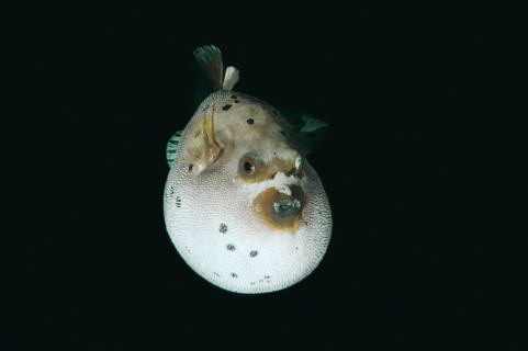 Blackspotted puffer or dog-faced puffer (Arothron nigropunctatus)