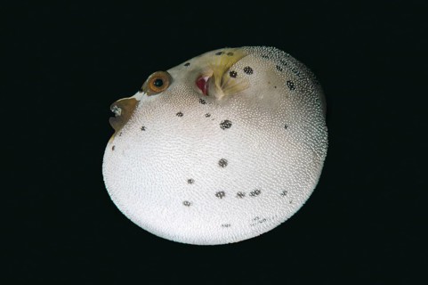 Blackspotted Puffer or Dog-faced Puffer (Arothron nigropunctatus)