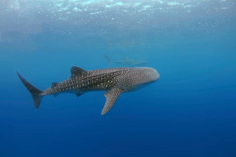 Whale Shark (Rhincodon typus)