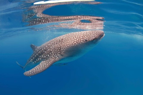 Whale Shark (Rhincodon typus)