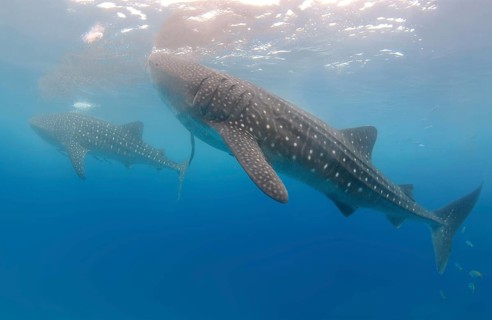 Whale Shark