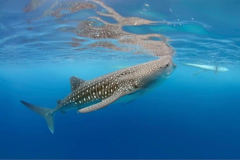 Whale Shark (Rhincodon typus)