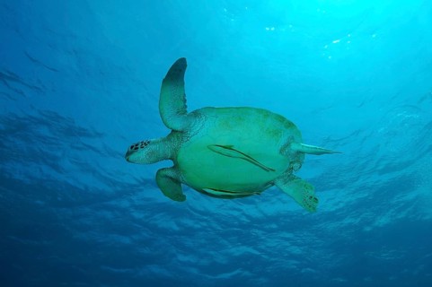 Green Sea Turtle