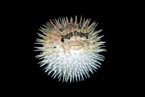 Long-spine Porcupinefish (Diodon holocanthus)