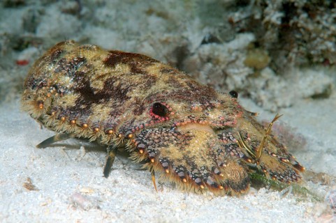Sculptured Slipper Lobster