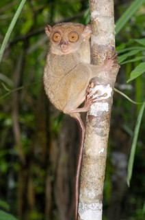 Philippine Tarsier (Carlito syrichta)
