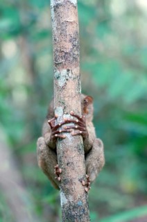 Philippine Tarsier (Carlito syrichta)