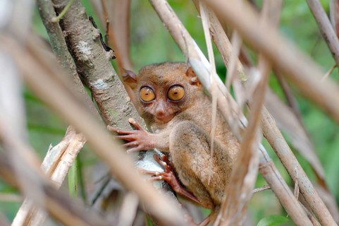 Philippine Tarsier (Carlito syrichta) sitting in a tree