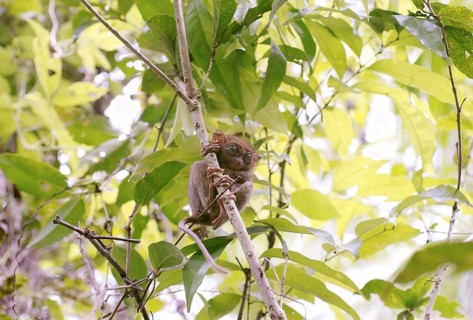 Philippine Tarsier (Carlito syrichta) sitting in a tree