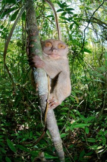 Philippine Tarsier (Carlito syrichta) in a tree