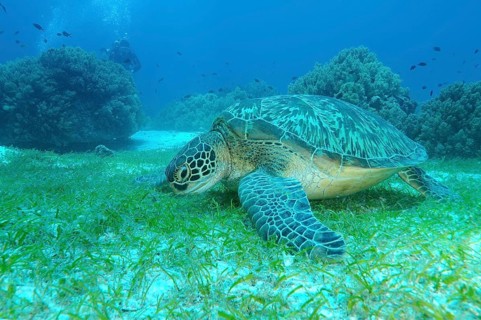Green Sea Turtle (Chelonia mydas)