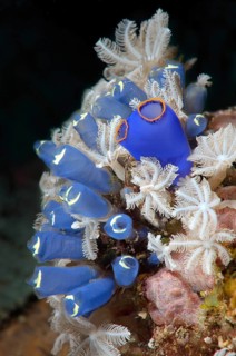 Blue Tunicate Sea Squirt or Stalked Ascidian (Clavelina robusta)
