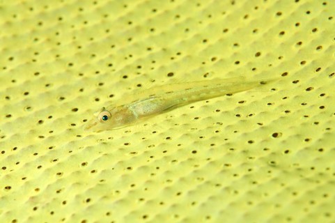 Large Whip Goby or White-line Seawhip Goby (Bryaninops amplus)