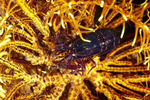 Stimpson's Snapping Shrimp or Crinoid Snapping Shrimp (Synalpheus stimpsoni)