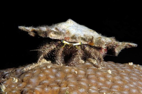 Hairy Red Hermit Crab (Dardanus lagopodes)