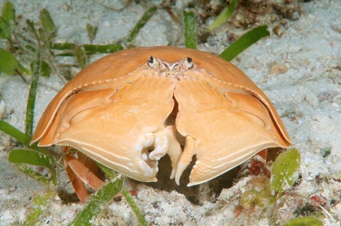 Giant Box Crab (Calappa calappa)