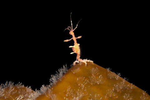 Twospine Skeleton Shrimp (Caprella bispinosa)